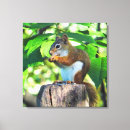 Suche nach eichhörnchen andere leinwandbilder Natur