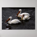 Suche nach pelikan poster Fotografie