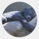 Suche nach ape aufkleber Affen