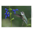 Suche nach summenvogel Blume