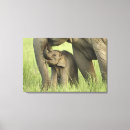 Suche nach elephants leinwandbilder Tierwelt