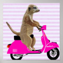 Suche nach moped poster Meerkat