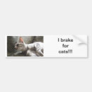 Suche nach pics Katze