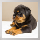 Suche nach rottweiler poster Niedlich