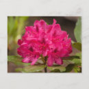 Suche nach rhododendron postkarten Rosa
