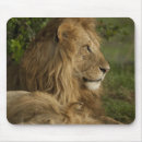Suche nach afrikanische löwen mousepads Afrikanischer löwe