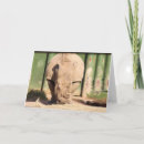 Suche nach zoo karten Wild