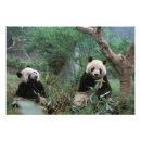 Suche nach junger panda poster Portrait