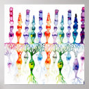 Suche nach retina poster Anatomie