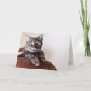 Suche nach tabbykatze karten Grau