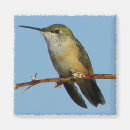Suche nach kolibri magnete Tiere