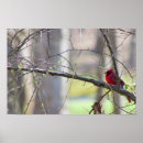 Suche nach kardinäle poster Natur