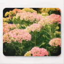 Suche nach sedum Blume