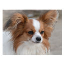 Suche nach papillon hund poster Haustier