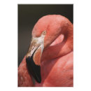 Suche nach karibischer flamingo poster Tierwelt