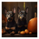 Suche nach kelpie poster Welpe