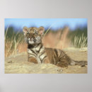 Suche nach sibirisch poster Sibirischer tiger