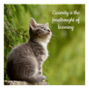 Suche nach neugier poster Katze
