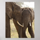 Suche nach afrikanischer elefant poster Zusammengehörigkeit