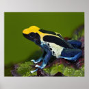 Suche nach dendrobates poster Umwelt
