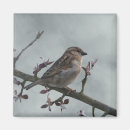 Suche nach spatz magnete Vögel