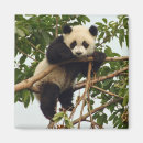 Suche nach riesen magnete Tier