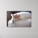 Suche nach beige baby kinder Katze