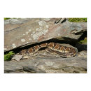 Suche nach rattlesnake poster Reptil