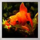 Suche nach fisch poster Orange