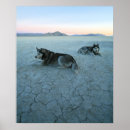 Suche nach sibirischer husky poster Huskies