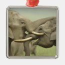 Suche nach indischer elefant ornamente Nationalpark
