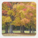 Suche nach ahornbaum aufkleber Massachusetts