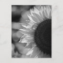 Suche nach das ihre felder postkarten Sonnenblumen