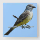 Suche nach singvogel wanduhren Wildtierfotografie