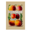 Suche nach obst und gemüse poster Pfirsich