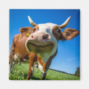 Suche nach moo kuh magnete Niedlich