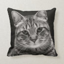 Suche nach kätzchen kissen Fotografie