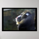Suche nach mandrill affe poster Tier