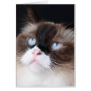 Suche nach ragdoll katzen postkarten Schön
