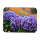 Suche nach hydrangeas magnete Lila