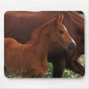 Suche nach arabische pferde mousepads Arabisches pferd