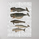 Suche nach wal poster Tiere