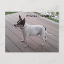 Suche nach niedlicher chihuahua postkarten Welpe