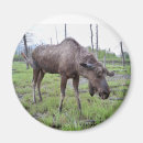 Suche nach elch magnete Alaska