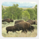 Suche nach wyoming aufkleber Bison