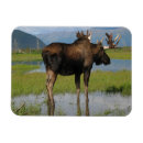 Suche nach moose magnete Tiere
