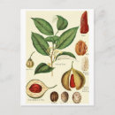 Suche nach muskatnuss poster Vintag