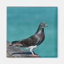 Suche nach pigeon magnete Vogelvogel
