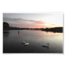 Suche nach schwan poster Sonnenuntergang
