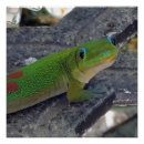Suche nach gecko poster Eidechse